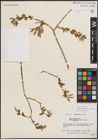 Foto von Salix eriocephala var. watsonii (Bebb) Dorn